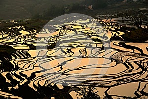 Terraced rice field of Hani ethnic people in Yuanyang, Yunnan province, China.