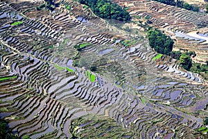 Terraced rice field of Hani ethnic people in Yuanyang, Yunnan province, China.