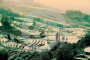 Terraced rice field of Hani ethnic people in Yuanyang, Yunnan province, China.