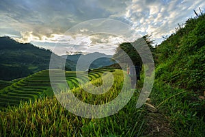 Terraced rice field in harvest season with local ethnic woman carrying grass home in Mu Cang Chai, Vietnam.