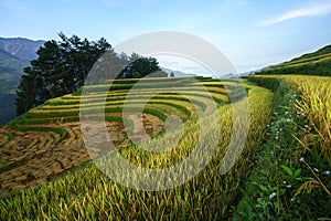 Terraced rice field in harvest season in Mu Cang Chai, Vietnam