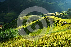 Terraced rice field in harvest season in Mu Cang Chai, Vietnam. Mam Xoi popular travel destination.