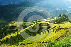 Terraced rice field in harvest season in Mu Cang Chai, Vietnam. Mam Xoi popular travel destination. photo