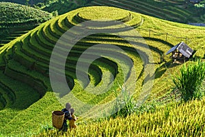 Terraced rice field in harvest season in Mu Cang Chai, Vietnam. Mam Xoi popular travel destination.