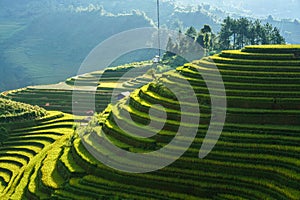 Terraced rice field in harvest season in Mu Cang Chai, Vietnam. Mam Xoi popular travel destination.