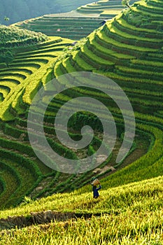 Terraced rice field in harvest season in Mu Cang Chai, Vietnam. Mam Xoi popular travel destination.