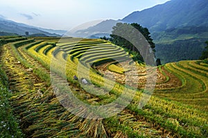 Terraced rice field in harvest season in Mu Cang Chai, Vietnam.