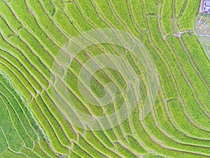 Terraced Rice Field in Hill, Top