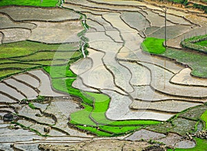 Terraced rice field in Lai Chau, Vietnam