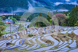 Terraced rice field at Maruyama Senmaida , Kumano City, Mie Prefecture photo