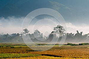 Terraced rice field in mist in Mu Cang Chai, Yen Bai province, Vietnam