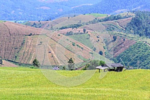 Terraced rice field with mountain background at Ban Pa Bong Piang, Chiang Mai in Thailand, focus on cottage.