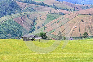 Terraced rice field with mountain background at Ban Pa Bong Piang, Chiang Mai in Thailand, focus on cottage