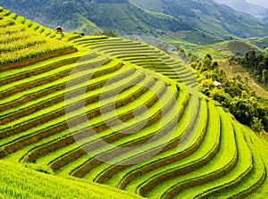 Terraced rice field in the mountains of Mu Cang Chai, Vietnam