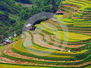 Terraced Rice Field, Mu Cang Chai Vietnam
