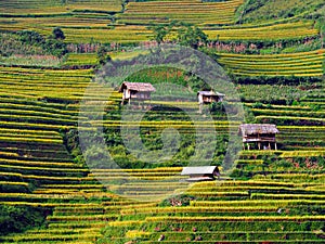 Terraced Rice Field, Mu Cang Chai Vietnam