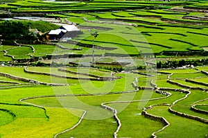 Terraced rice field in Mu Cang Chai, Vietnam