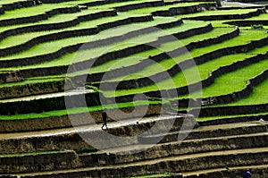 Terraced rice field in Mu Cang Chai, Vietnam