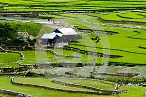 Terraced rice field in Mu Cang Chai, Vietnam