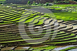 Terraced rice field in Mu Cang Chai, Vietnam