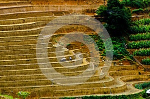 Terraced rice field in Mu Cang Chai, Vietnam