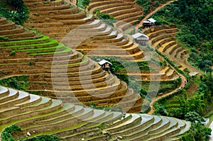 Terraced rice field in Mu Cang Chai, Vietnam