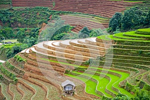 Terraced rice field in Mu Cang Chai, Vietnam