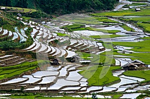 Terraced rice field in Mu Cang Chai, Vietnam