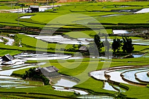 Terraced rice field in Mu Cang Chai, Vietnam