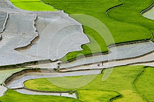 Terraced rice field in Mu Cang Chai, Vietnam