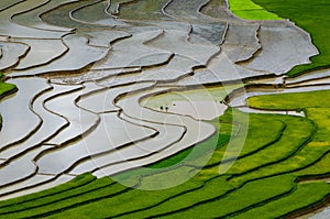 Terraced rice field in Mu Cang Chai, Vietnam