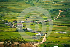 Terraced rice field in Mu Cang Chai, Vietnam