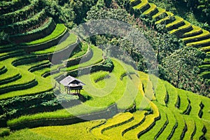 Terraced rice field in Mu Cang Chai, Vietnam