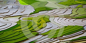 Terraced rice field in Mu Cang Chai, Vietnam photo