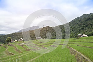 Terraced rice field in Pa Pong Pieng , Mae Chaem, Chiang Mai, Thailand