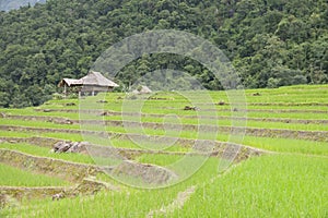Terraced rice field in Pa Pong Pieng , Mae Chaem, Chiang Mai, Thailand