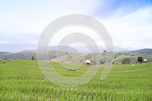 Terraced rice field in Pa Pong Pieng , Mae Chaem, Chiang Mai, Thailand