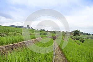 Terraced rice field in Pa Pong Pieng , Mae Chaem, Chiang Mai, Thailand