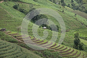 Terraced rice field in Pa Pong Pieng , Mae Chaem, Chiang Mai, Thailand