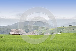 Terraced rice field in Pa Pong Pieng , Mae Chaem, Chiang Mai, Thailand