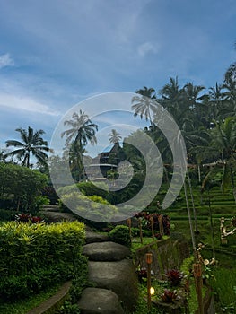 Terraced Rice Field Stone Path
