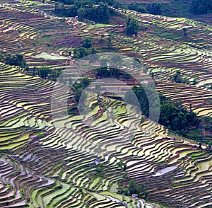 Terraced rice field in water season of Hani ethnic people in Yuanyang, Yunnan province, China