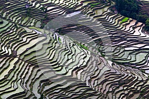 Terraced rice field in water season in Yuanyang, China