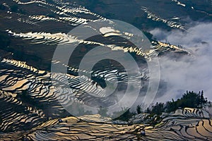 Terraced rice field (Yuanyang Hani )