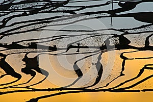 Terraced rice field (Yuanyang Hani )