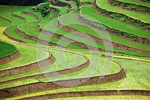 Terraced rice fields