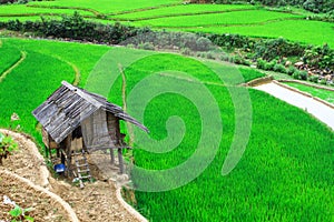 Terraced rice fields