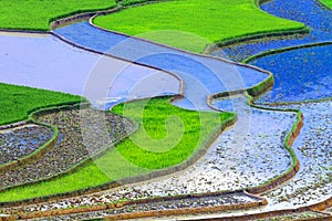 Terraced rice fields