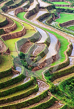 Terraced rice fields