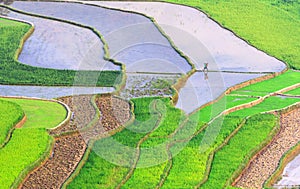 Terraced rice fields